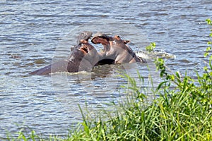 Fighting hippopotami