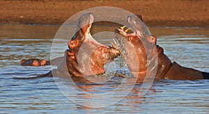 Fighting hippos