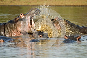 Fighting hippos