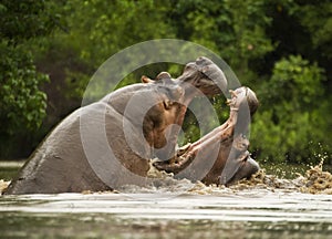 Fighting hippos