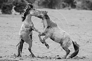 Fighting horses