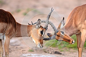 Fighting Impala Antelope