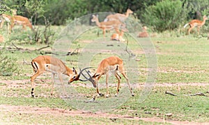Fighting Impala Antelope