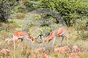 Fighting Impala Rams