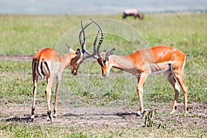 Fighting impalas