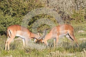 Fighting Impalas