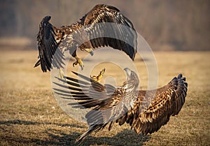 Fighting juvenile sea eagles