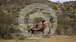 Fighting and kicking wild horse stallions in the Salt River Canyon area near Scottsdale Arizona USA