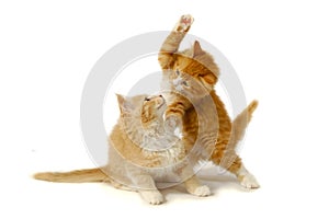 Fighting kittens photo