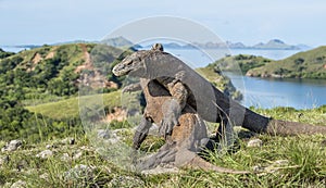 The fighting Komodo dragons for domination.