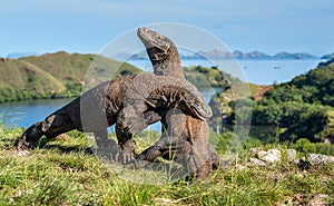 The Fighting of Komodo dragons