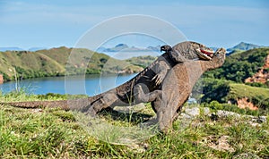 The Fighting of Komodo dragons