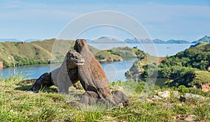 The Fighting of Komodo dragons Varanus komodoensis for domination.