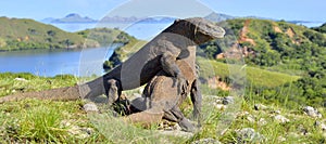 The Fighting Komodo dragons Varanus komodoensis for domination. It is the biggest living lizard in the world. Island Rinca. Indon