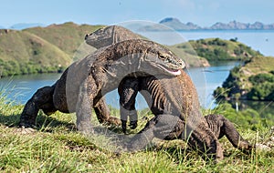 The Fighting of Komodo dragons