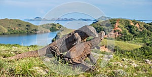 The Fighting of Komodo dragons