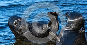Fighting Ladoga ringed seals. Blue water background. Scientific name: Pusa hispida ladogensis.