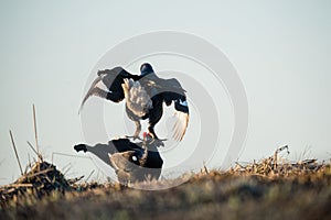 Fighting lekking Black Grouses. Birkhuhn, black grouse (Tetrao tetrix), blackgame (Lyrurus tetrix). Close up Portrait of a lekking