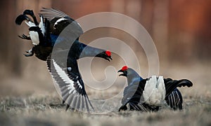 Fighting lekking Black Grouses