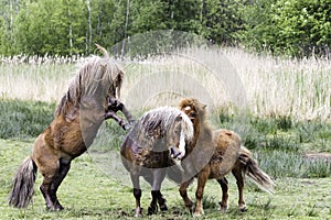 Fighting little wild horses