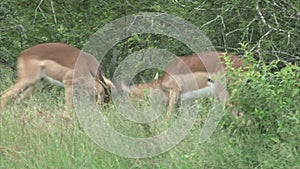 Fighting male Impala antelope