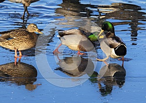 Fighting Mallard Drakes