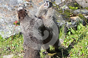 Fighting marmots