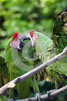 Fighting military macaws photo