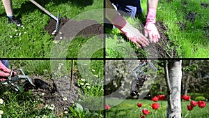 Fighting mole rodent with trap in garden. Video clips collage.