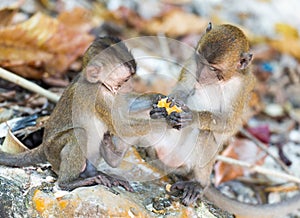 Fighting monkey cubs at the Monkey Beach of Phi Phi Island