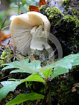 Fighting in nature: white fungus grows from moss