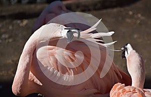 Fighting Pair of Pink Flamingos With Beaks Open