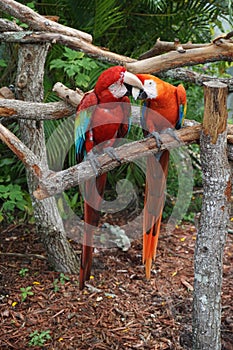 Fighting parrots at the Butterfly World, Florida