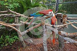 Fighting parrots at the Butterfly World, Florida