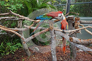 Fighting parrots at the Butterfly World, Florida photo