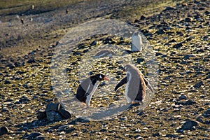 Fighting penguins