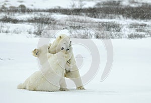 Fighting Polar bears (Ursus maritimus ) on the snow.