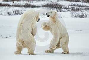 Fighting Polar bears (Ursus maritimus ) on the snow. Arctic tundra. Two polar bears play fighting. Polar bears fighting on snow h