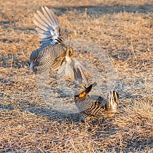 Fighting Prairie Chickens