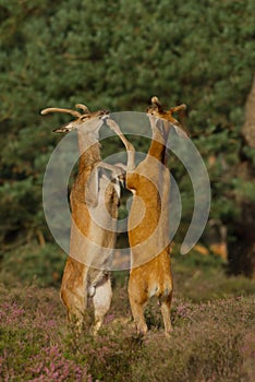 Fighting Red Deer stags