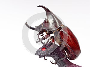 Fighting or rhinoceros beetle fighting with black toy dinosaur isolated on white background