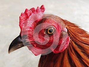 Fighting rooster with cushion comb on opaque background photo