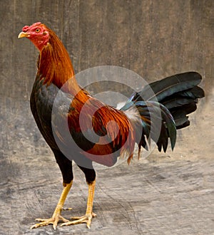 Fighting rooster sambo