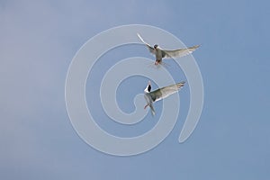 Fighting - Roseate Tern