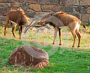 Fighting Sable antelope