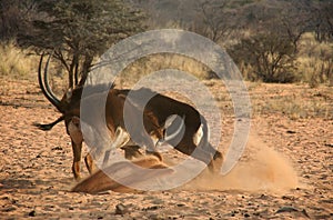 Fighting sable antelopes