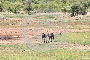 Fighting sable antelopes