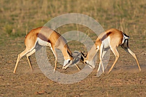 Fighting Springbok