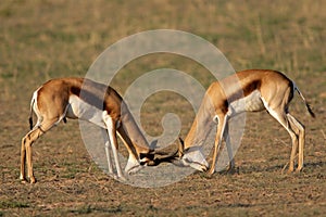 Fighting Springbok