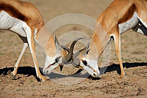 Fighting springbok antelopes